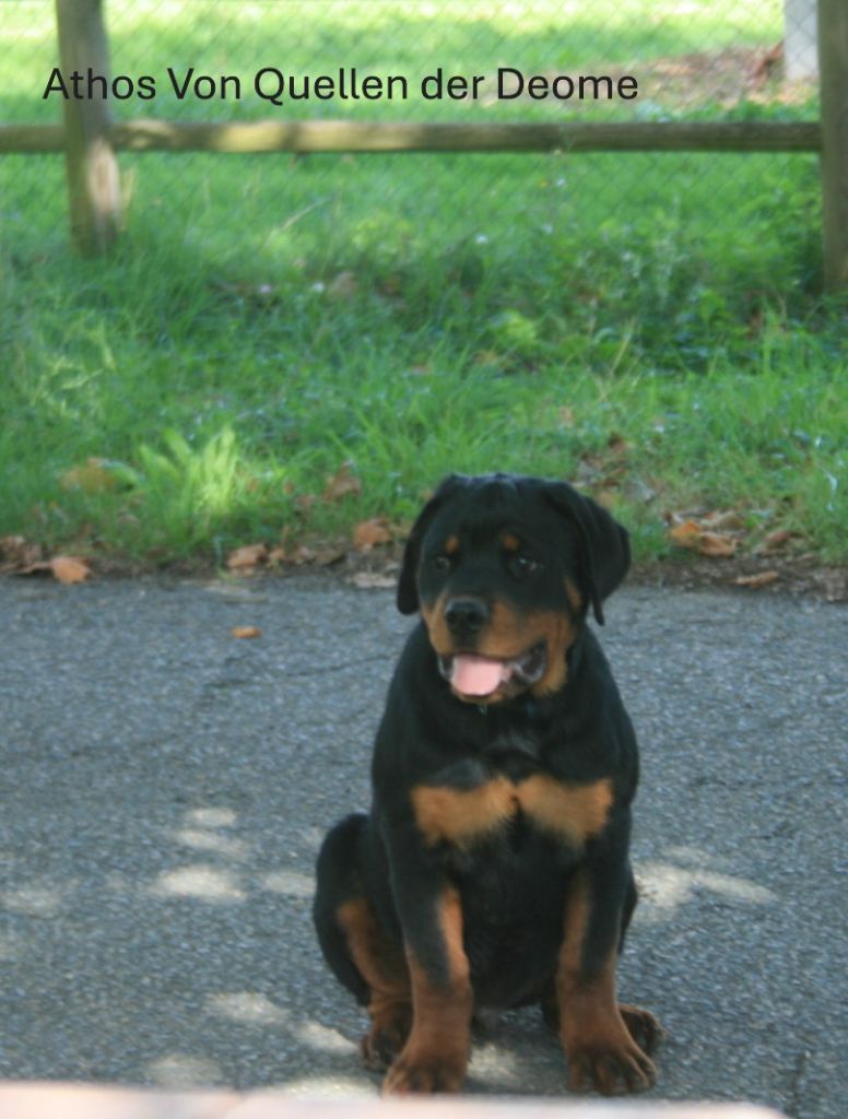 Von quellen der deome - Chiots disponibles - Rottweiler