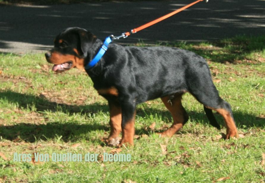 Von quellen der deome - Chiots disponibles - Rottweiler