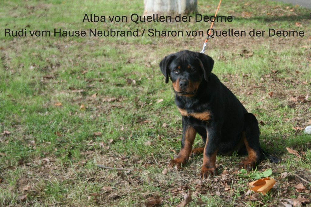 Von quellen der deome - Chiots disponibles - Rottweiler